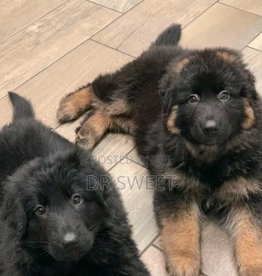 1-3 months Male Purebred German Shepherd