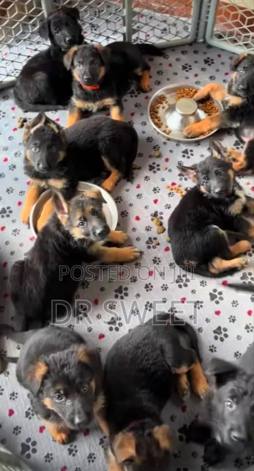 1-3 months Male Purebred German Shepherd