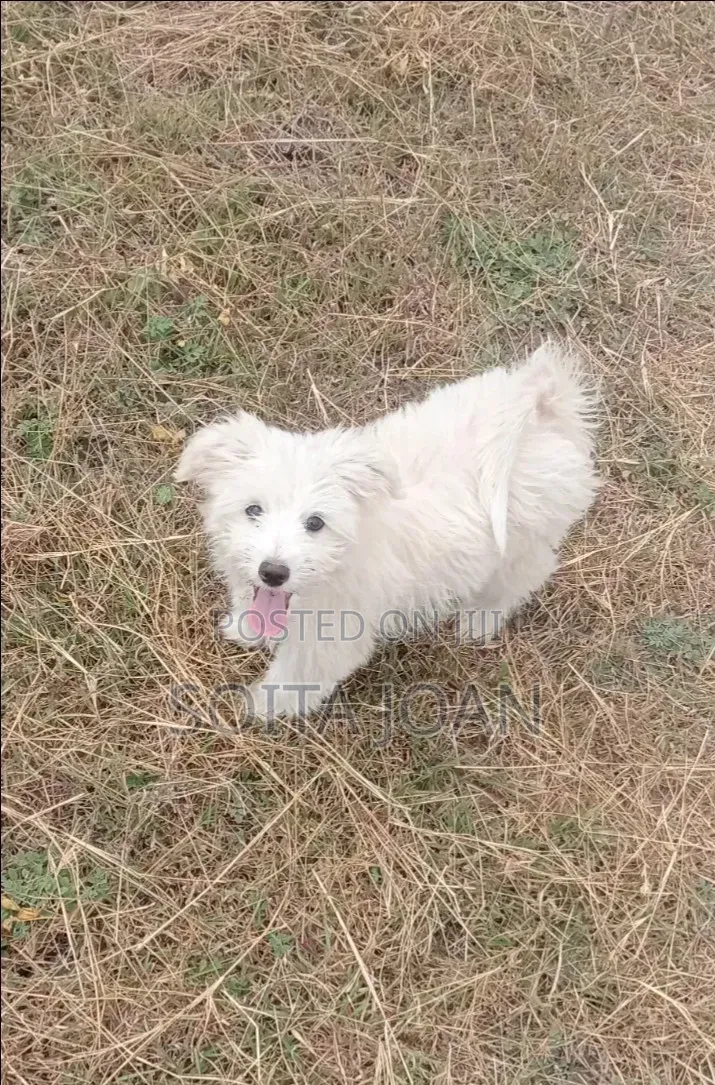 3-6 months Male Purebred Maltese