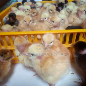 Day Old Improved Kienyeji Chicks