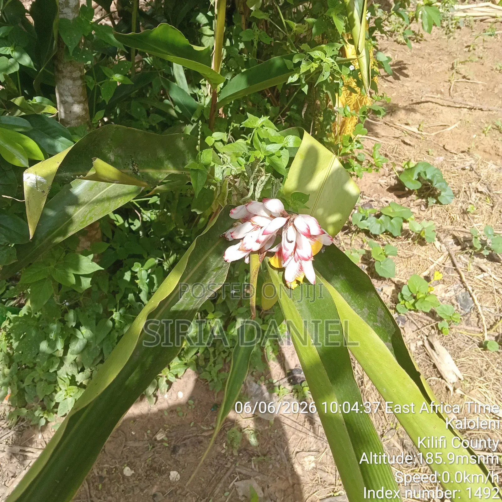 Cardamom Seedlings