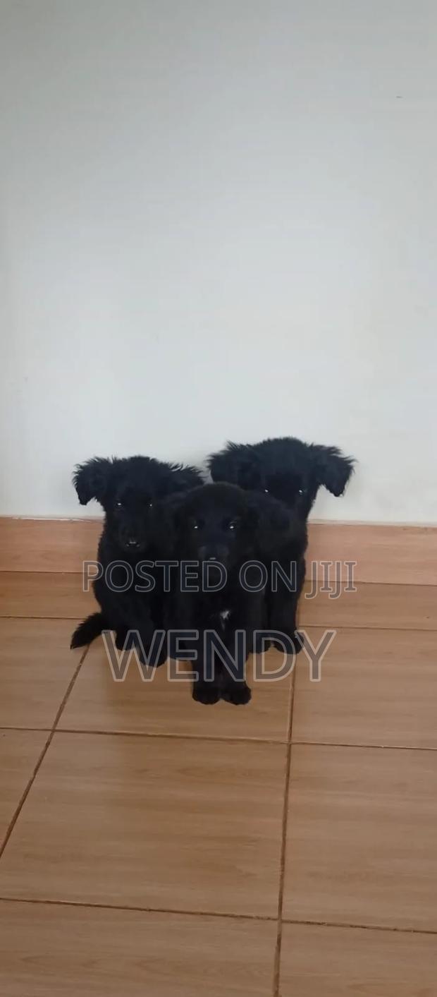 1-3 months Male Purebred Golden Retriever
