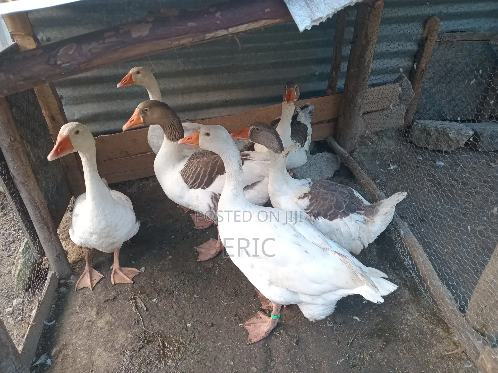 Goose for Sale