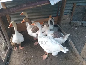 Goose for Sale