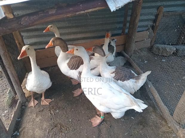 Goose for Sale