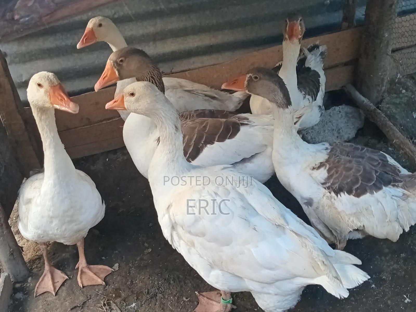 Goose for Sale