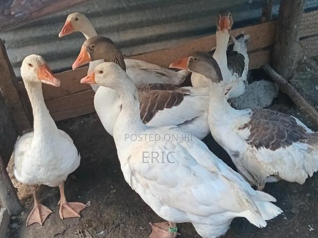 Goose for Sale - thumbnail 2