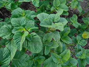 Prime Acres Malindi