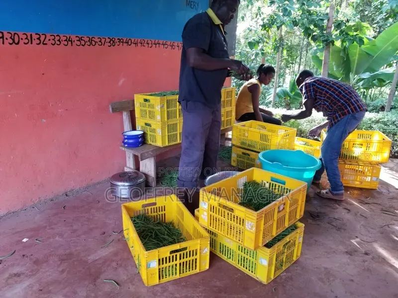 Agri-Business for Sale on Tarmac Rd, With School Buildings – Murang’A.