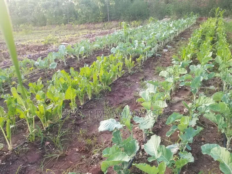 Agri-Business for Sale on Tarmac Rd, With School Buildings – Murang’A.