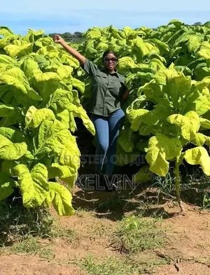 Dry Raw and Processed Tobacco Leafs