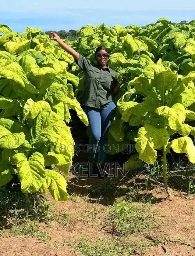 Dry Raw and Processed Tobacco Leafs