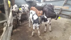 High Breed Quality Cows