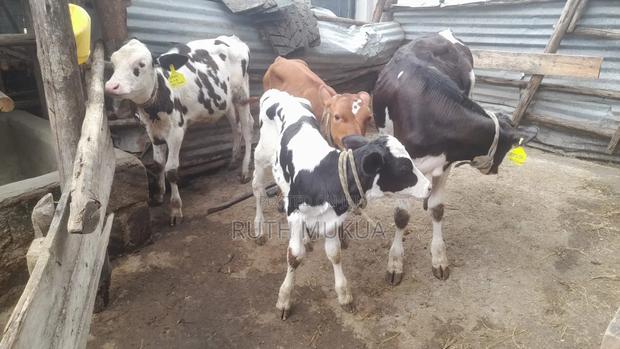 High Breed Quality Cows