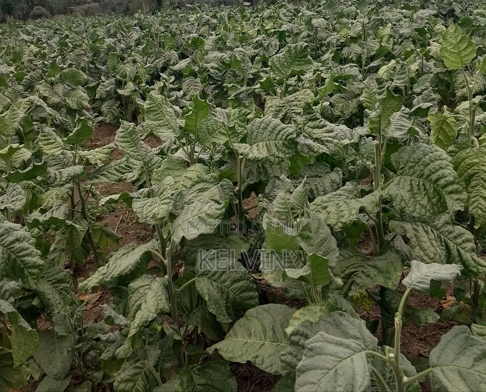 Dry Raw and Processed Tobacco Leafs