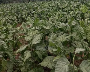 Dry Raw and Processed Tobacco Leafs