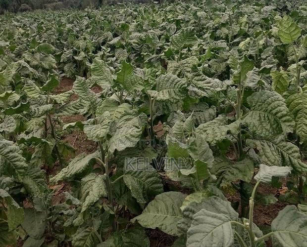 Dry Raw and Processed Tobacco Leafs