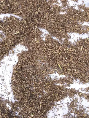Dry Raw and Processed Tobacco Leafs