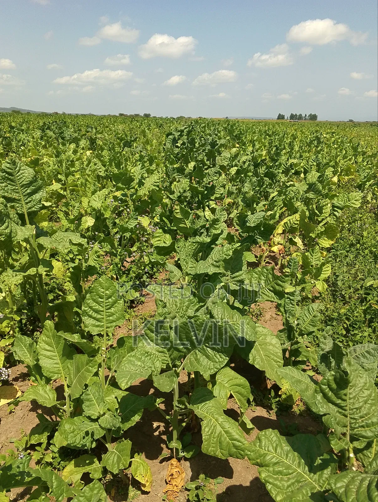 Dry Raw and Processed Tobacco Leafs