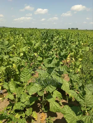 Dry Raw and Processed Tobacco Leafs