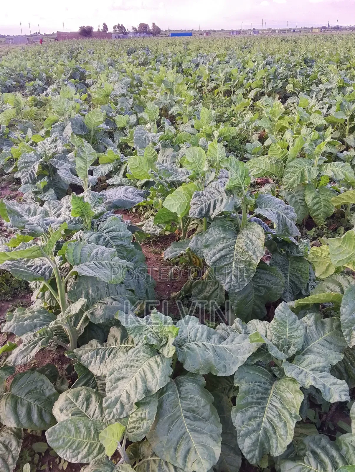 Dry Raw and Processed Tobacco Leafs