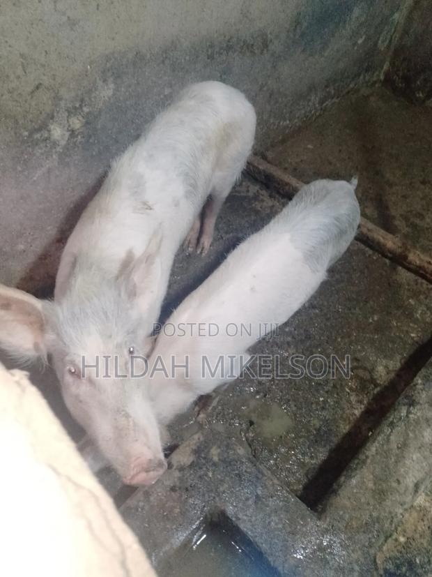 Animals, Piglets for Sale - thumbnail 3