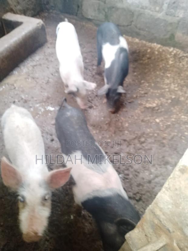 Animals, Piglets for Sale - thumbnail 5