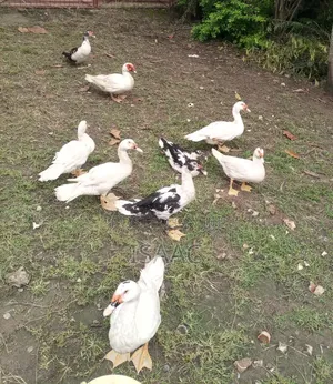 Muscovy Duck