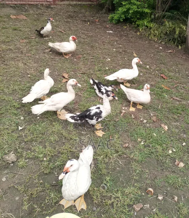 Muscovy Duck