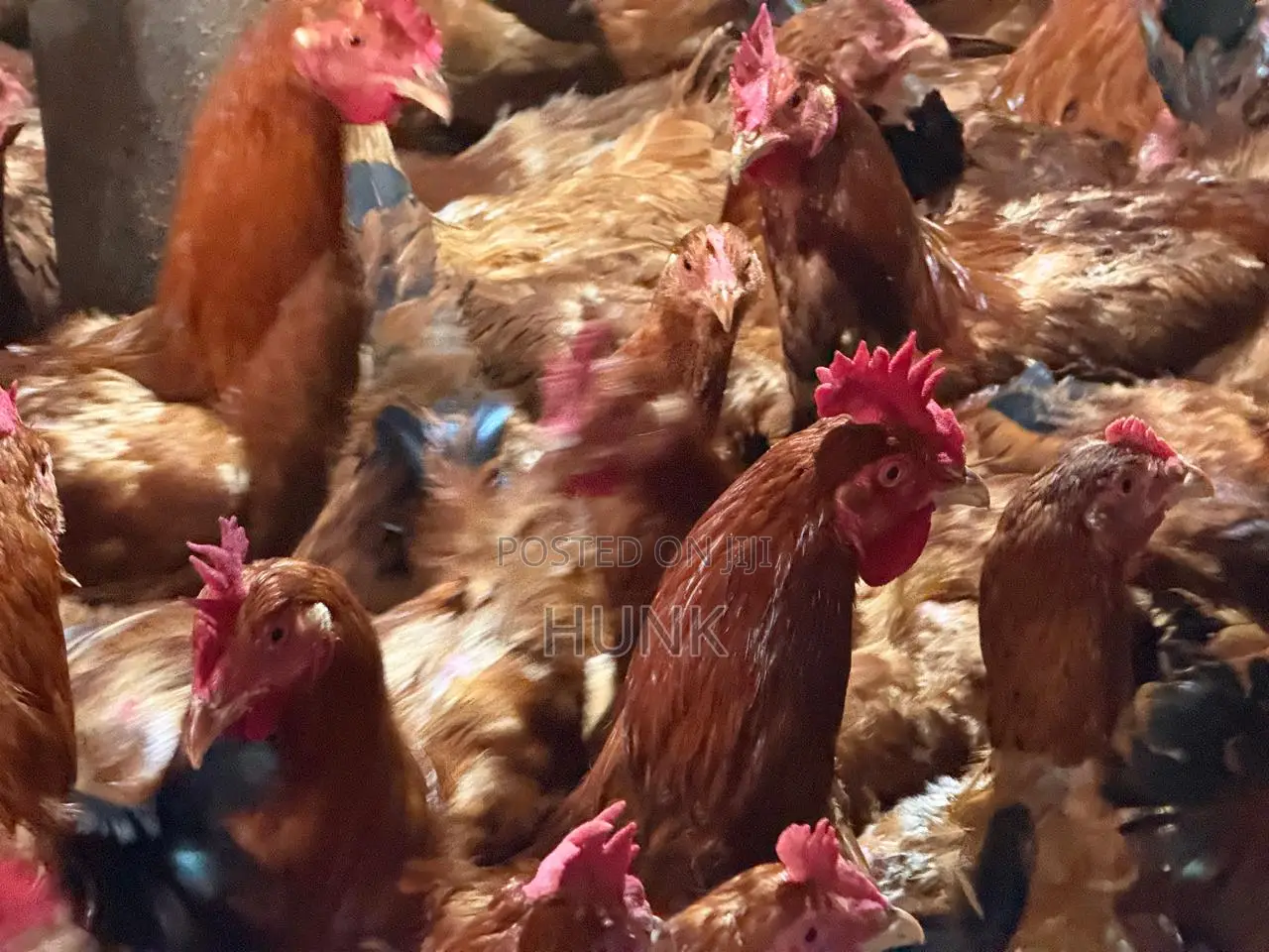 Improved Kienyeji Chicken (2.5kg And Above)