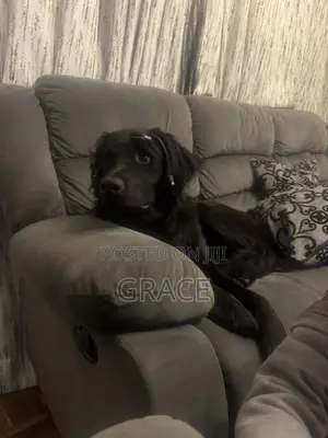 6-12 months Male Purebred Labrador Retriever
