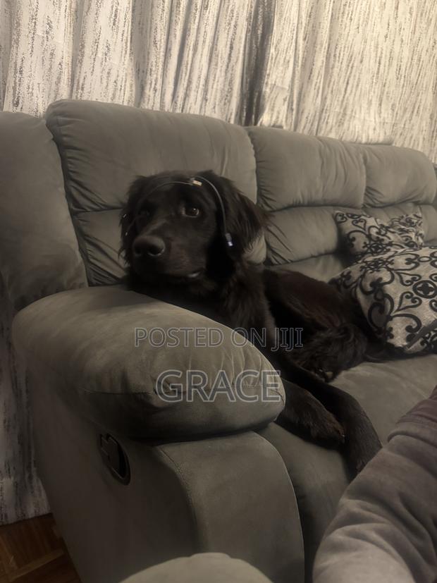 6-12 months Male Purebred Labrador Retriever