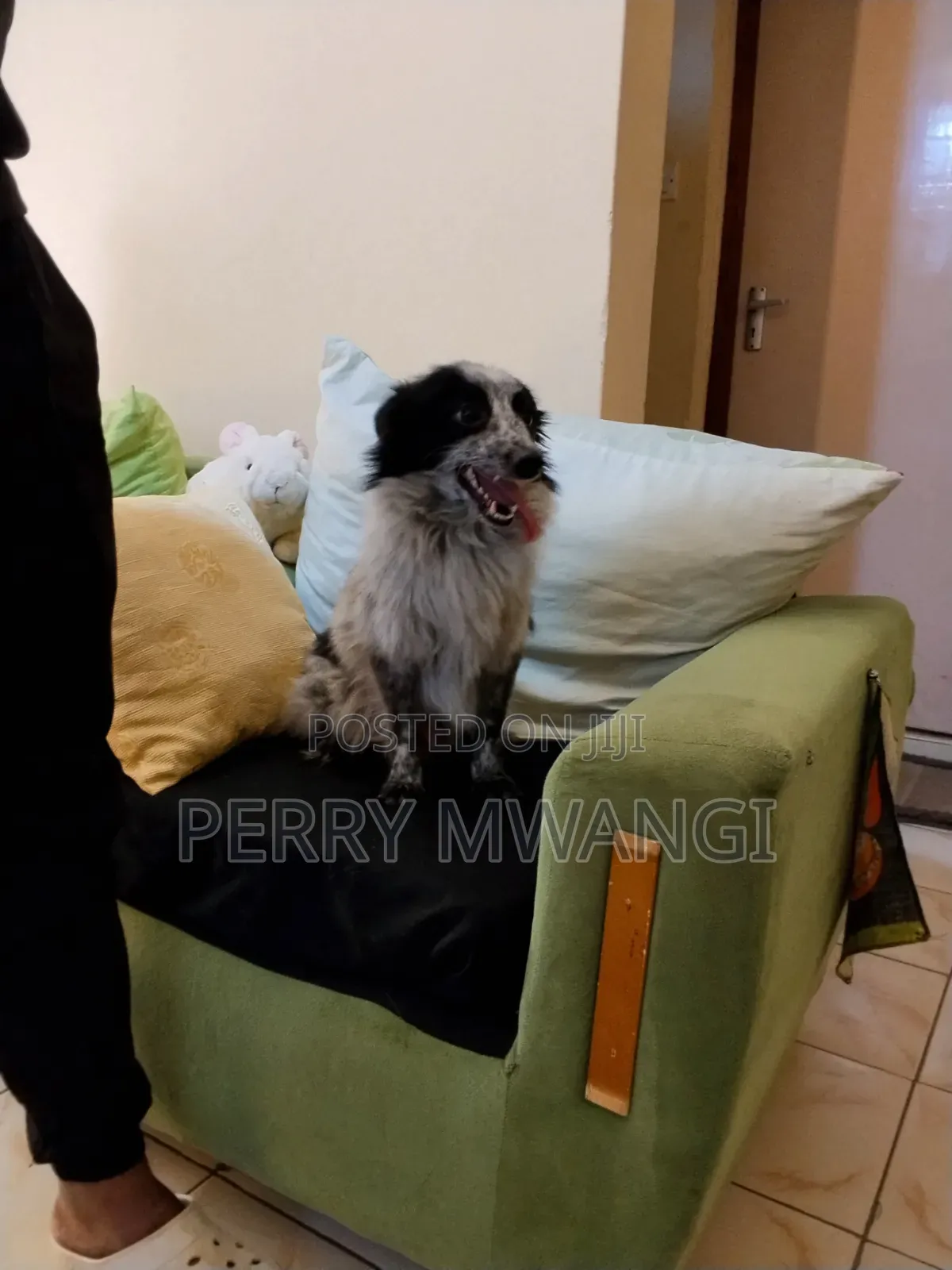 1+ year Male Purebred Japanese Spitz