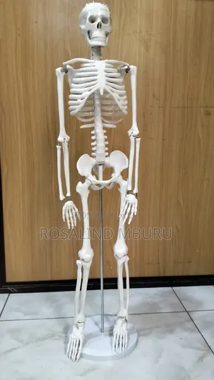Human Skeleton Full Size(185cm)