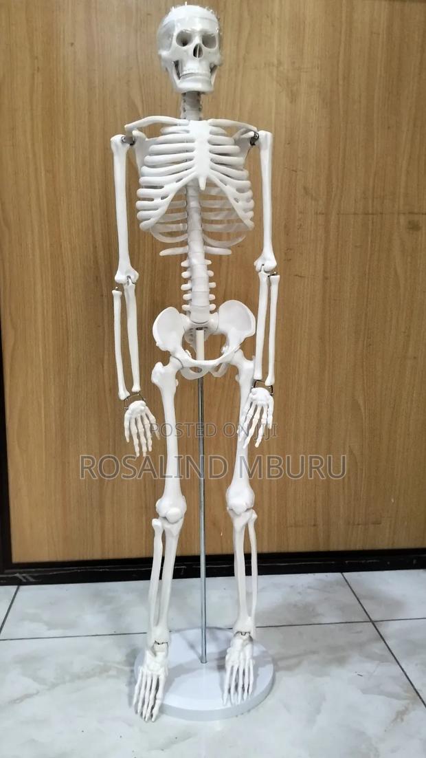 Human Skeleton Full Size(185cm)