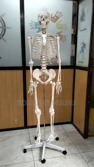 Human Skeleton Full Size(185cm)
