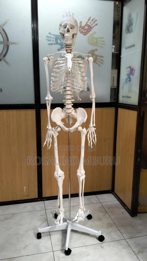 Human Skeleton Full Size(185cm) - thumbnail 2