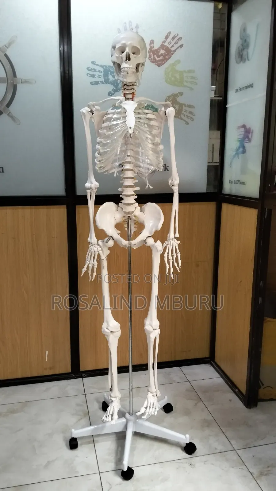 Human Skeleton Full Size(185cm)