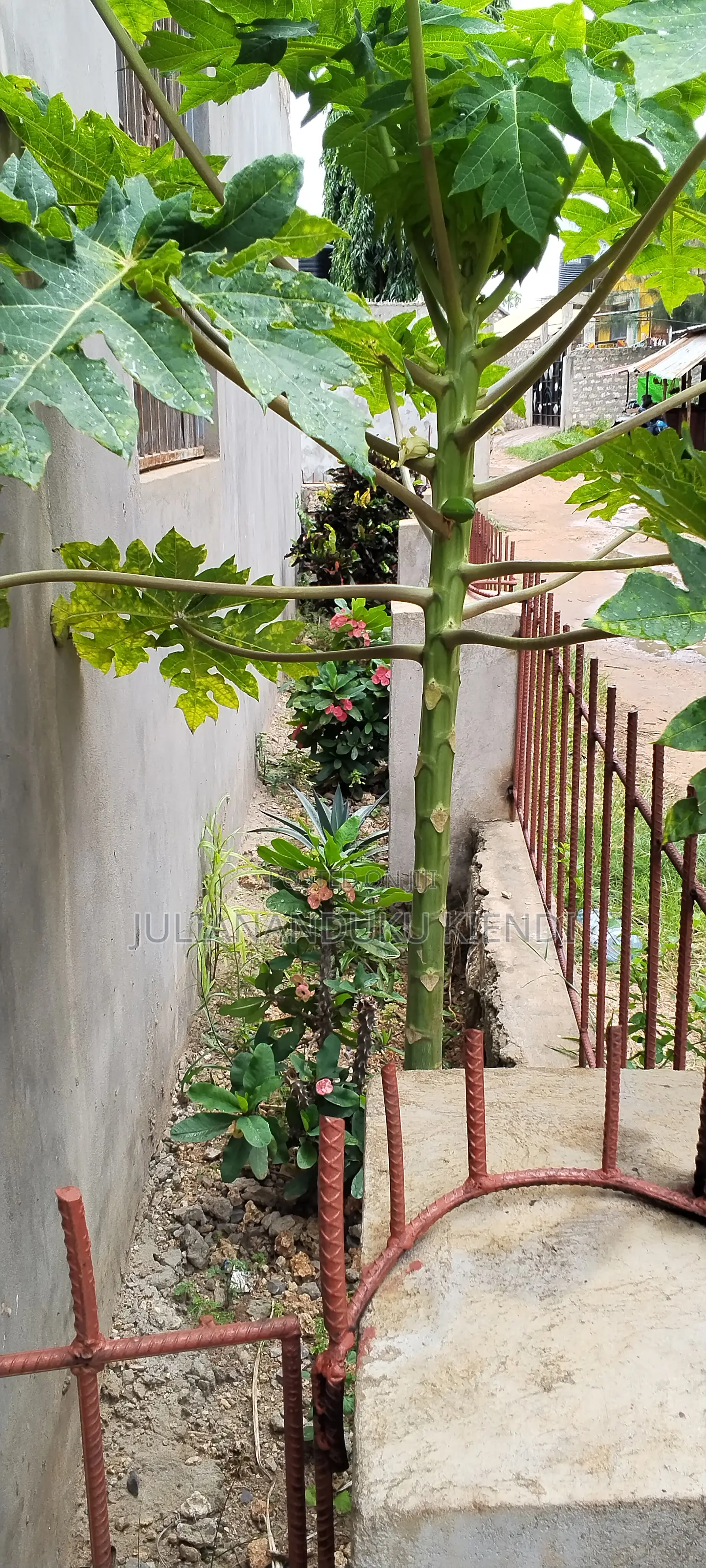 1bdrm Apartment in Na, Mtwapa for rent