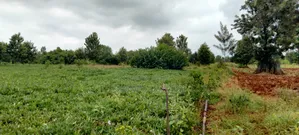 Half Acre for Sale in Mwea Kimbimbi Ngucui