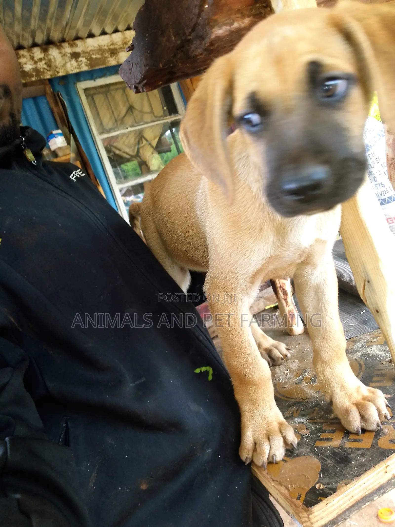 1-3 months Male Purebred Boerboel