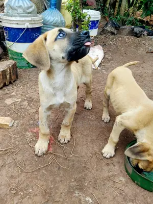 1-3 months Male Purebred Boerboel