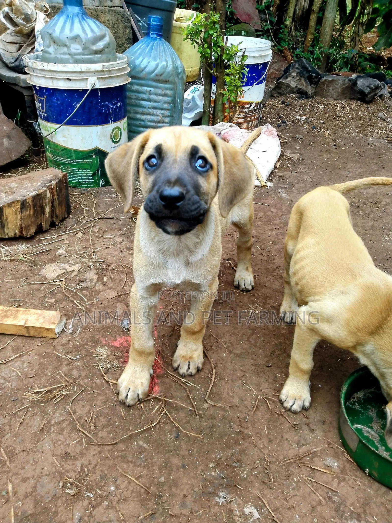 1-3 months Male Purebred Boerboel