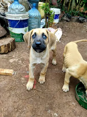1-3 months Male Purebred Boerboel