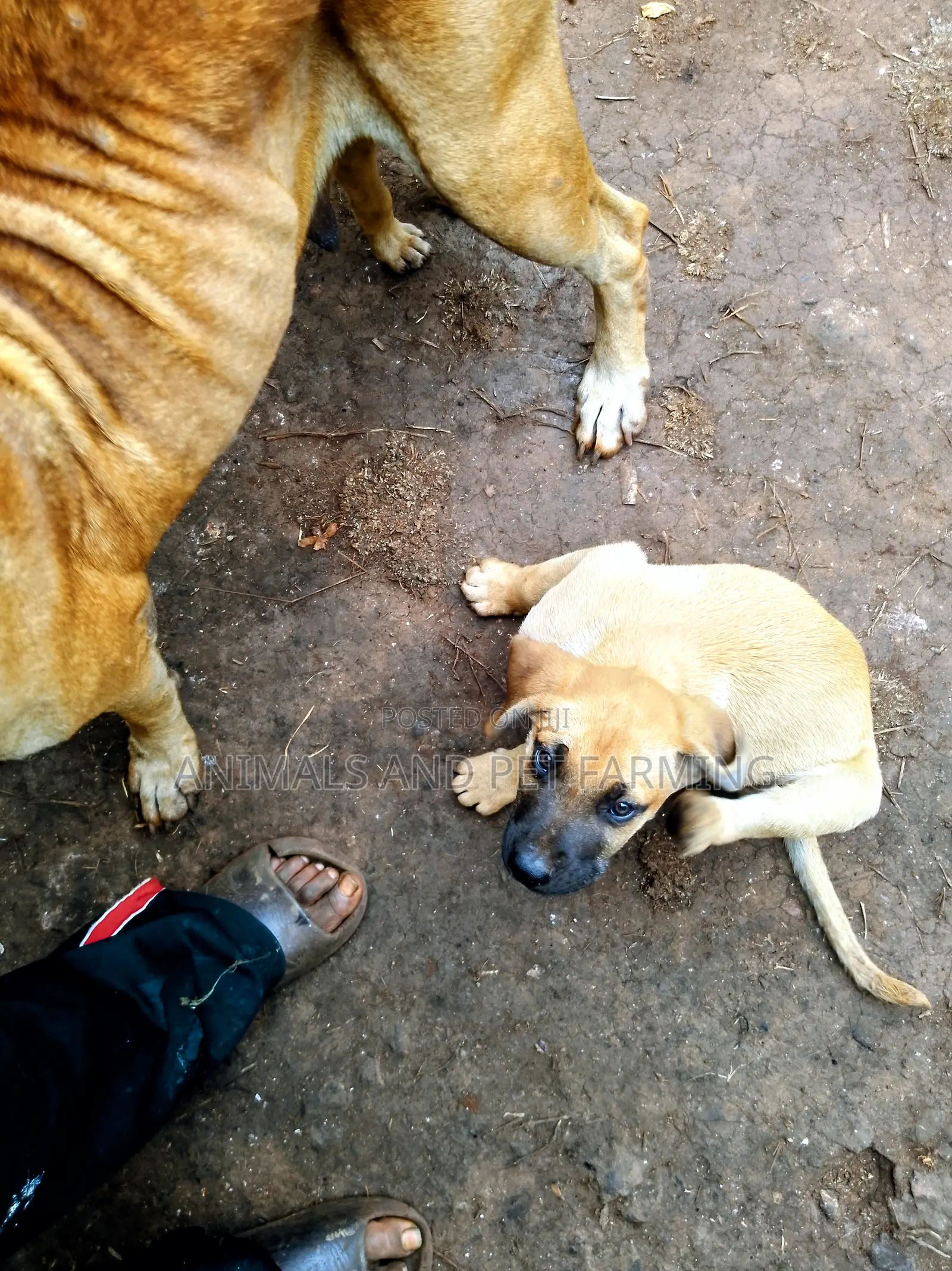 1-3 months Male Purebred Boerboel