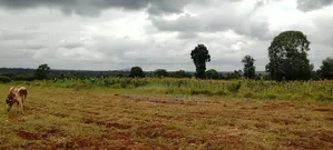 6 Acres for Sale in Kirinyaga Ngucui– Ideal for Farming or Family Home