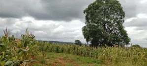 6 Acres for Sale in Kirinyaga Ngucui– Ideal for Farming or Family Home