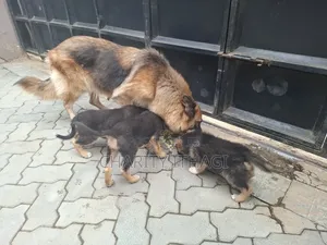 1-3 months Female Purebred German Shepherd