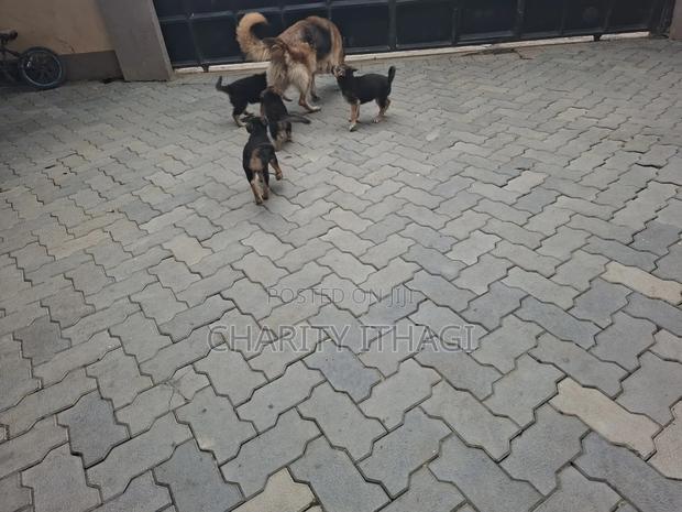 1-3 months Female Purebred German Shepherd - thumbnail 2