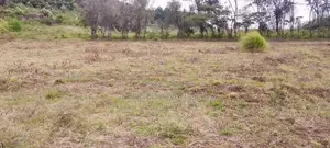 50x100 Plots for Sale in Kikuyu Nachu Ready Title Deeds From Kes